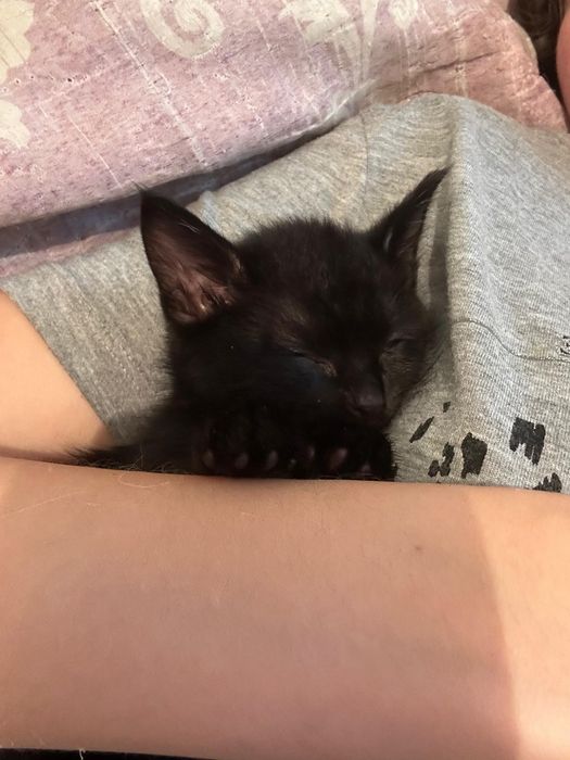 Отдам котят бесплатно