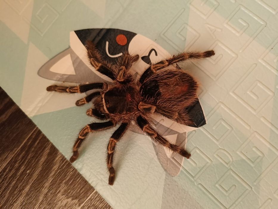 Продам Паука птицыеда