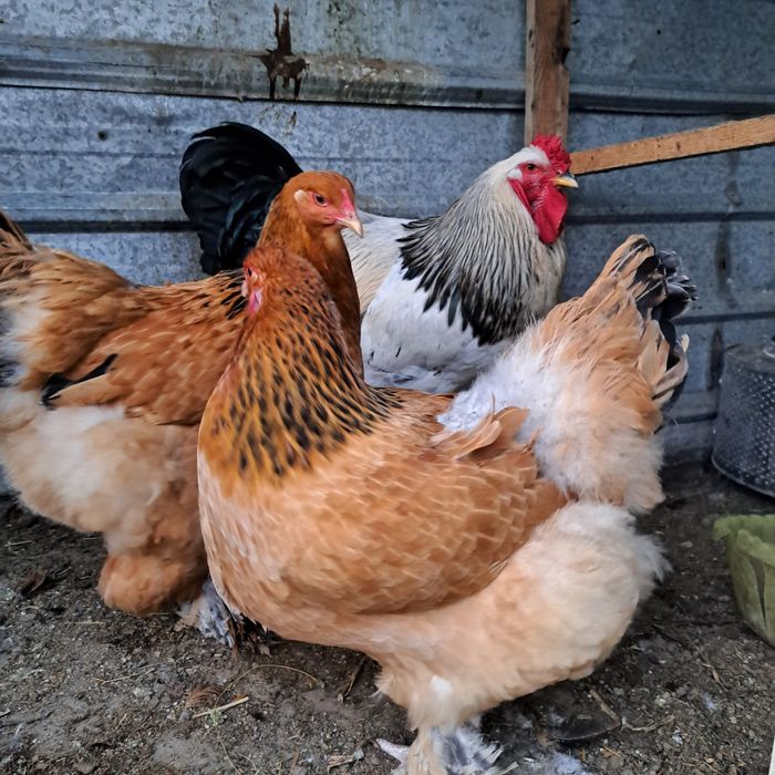 Мошный брамый палевая