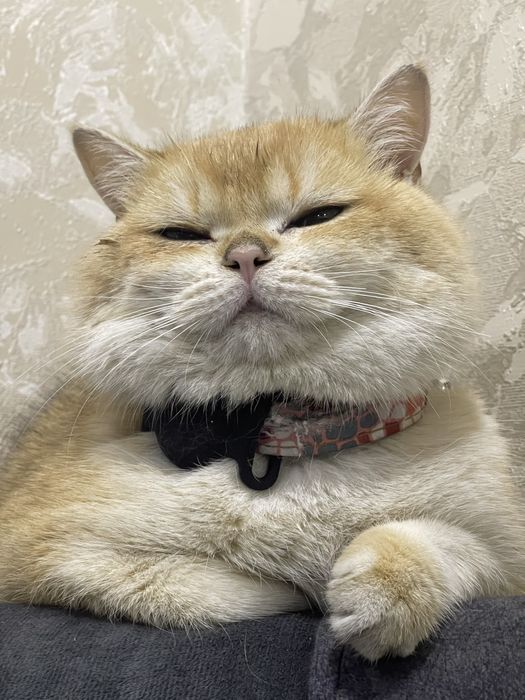 Otasi vyazkaga 3 ta bolasi sotiladi