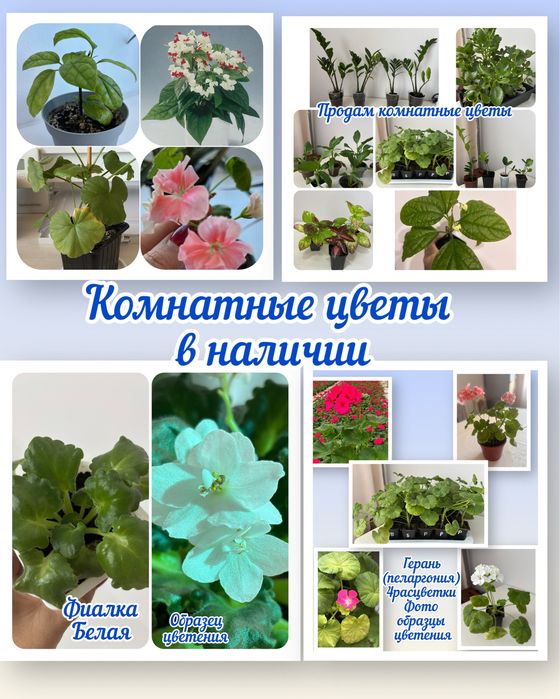 Продам Комнатные цветы
