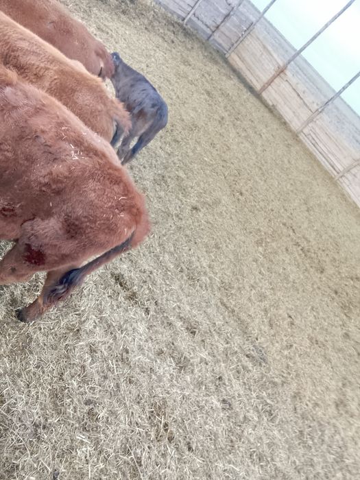 Продам годовалых бычков тёлок