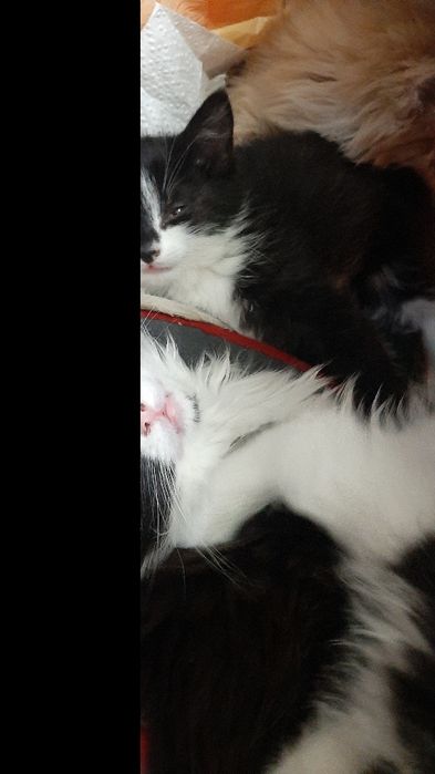 Котятки в добрые руки