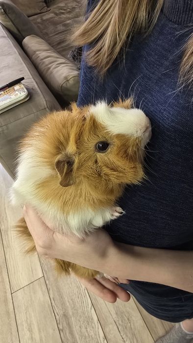 Продам морских свинок с клеткой