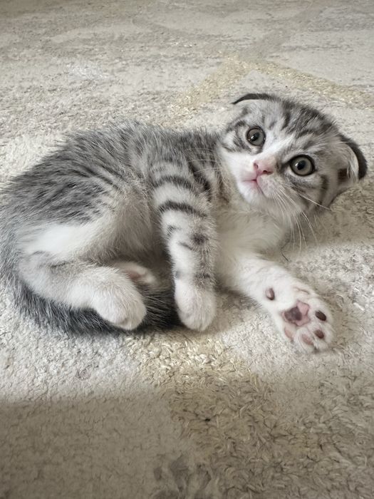 Шотландские вислоухие котята