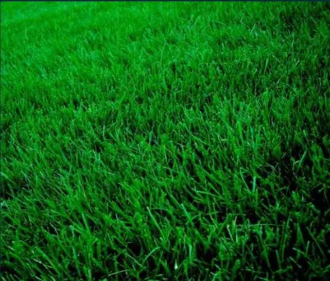 Gazon Rulou Dens și Viguros – Verificare Video și Montaj Rapid