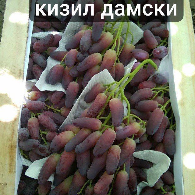 Узум кочатлар бор