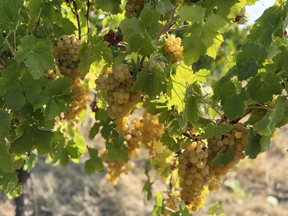 Struguri de vin