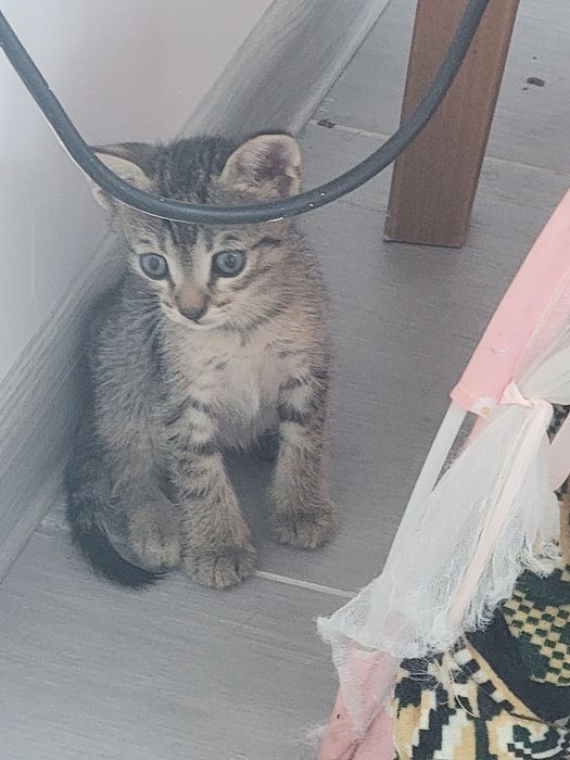 Ei nu cer mult... doar o canapea și multă iubire. Adoptă!