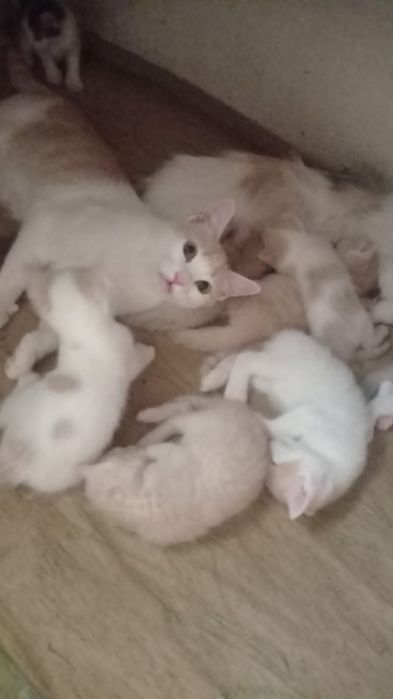 Котята~ счастья в дом