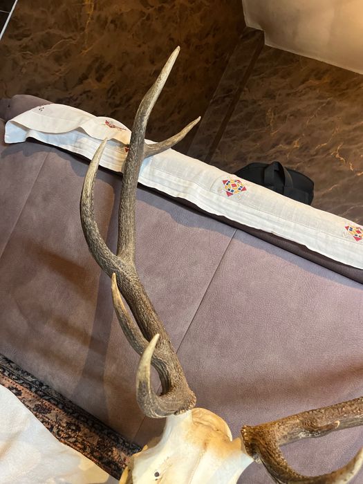 Trofeu Cerb Carpatin – Craniu cu Coarne