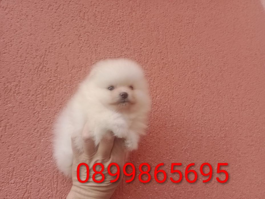 Момиченце. Померан. Реални снимки!