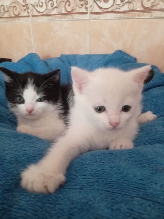 Отдам котят в добрые руки