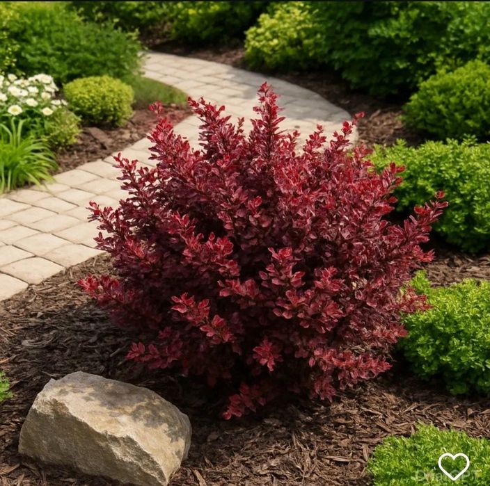 Барбарис- декоративный кустарник