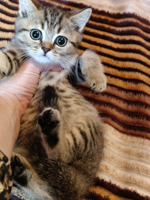 Котята от Шиншиллы Алматы