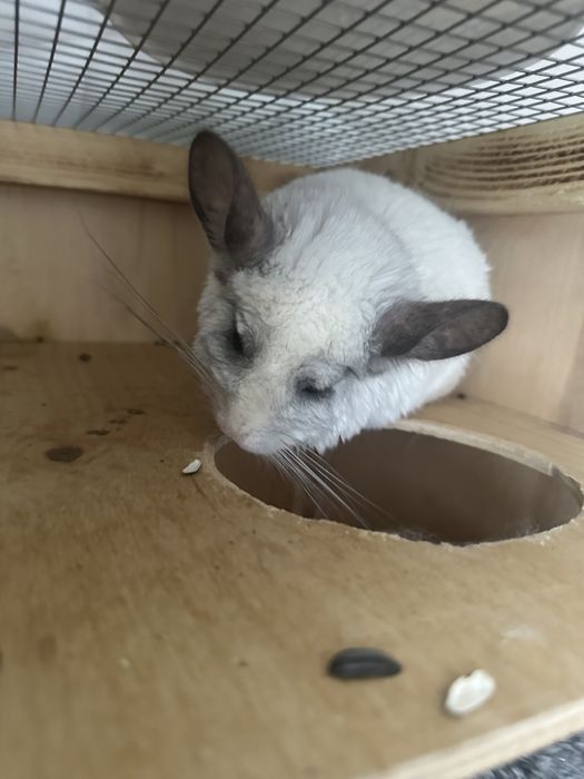 Продам двух шиншилл