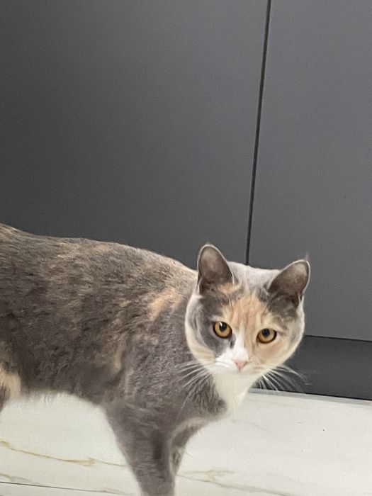 котик 10 месяцев ласковый