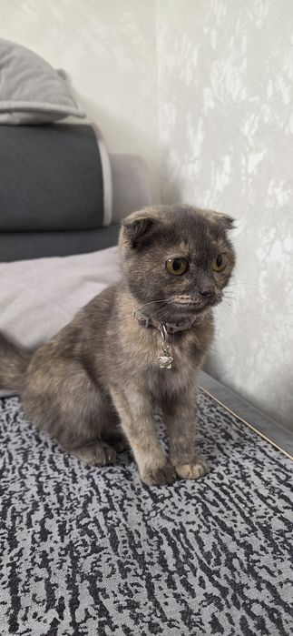 Отдам котенка 6мес