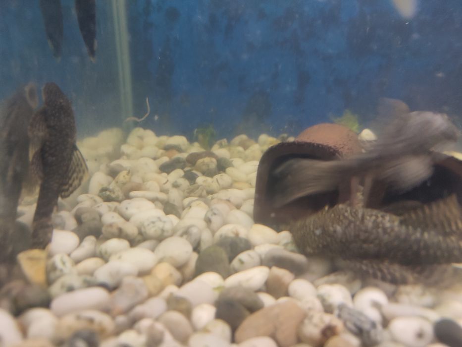 Анциструсы взрослые