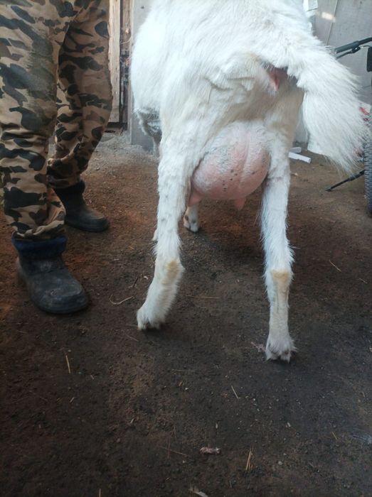 Продам козу Зааненскую!