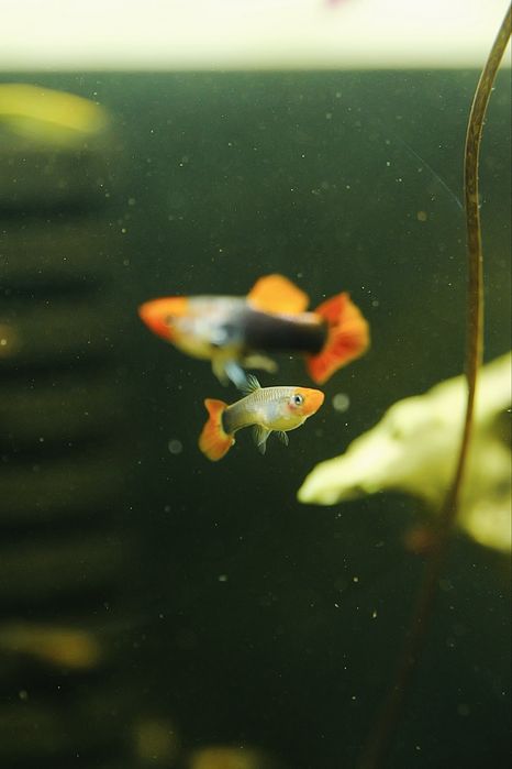 Guppy ret. Tuxedo Red koi Linie