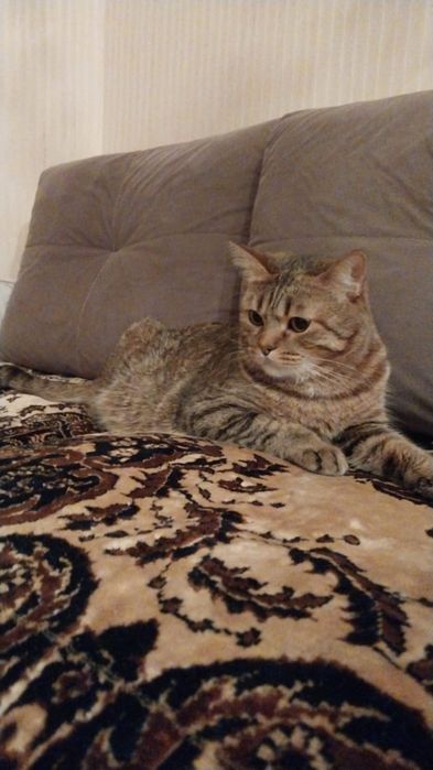 Отдами котика в добрые руки