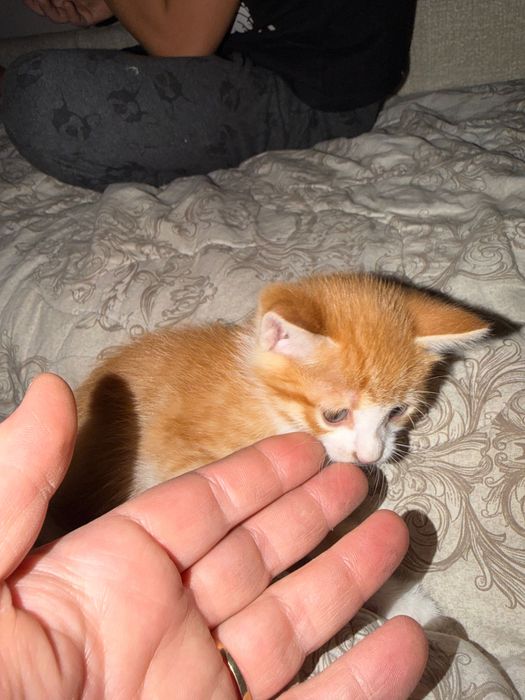 Котята домашние отдам