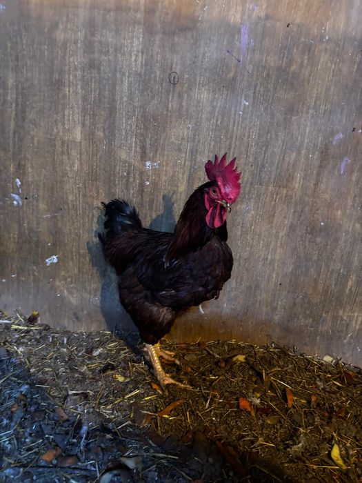 Продам курей несушек