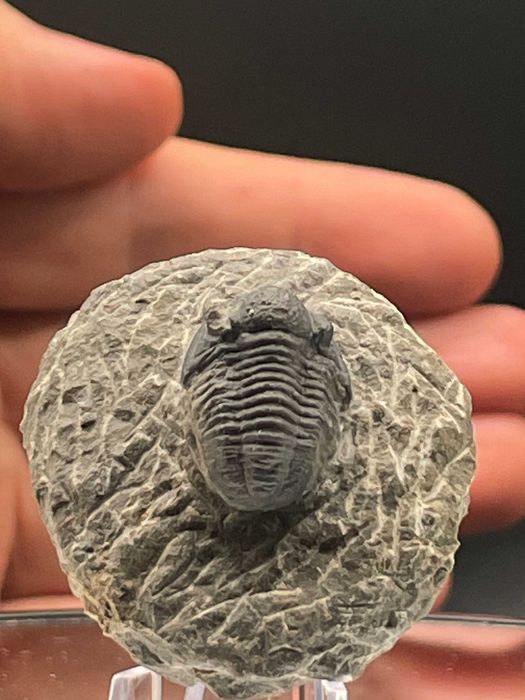 Фосилно съкровище: трилобит Gerastos (Proetid)
