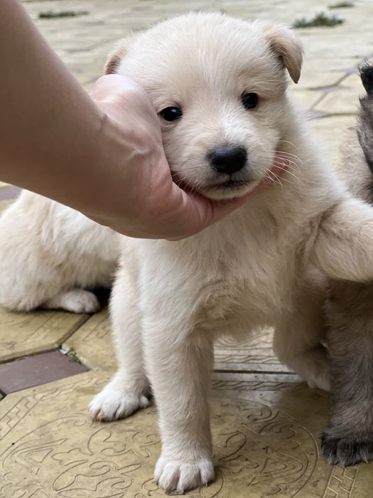 Щенки домашние красивые