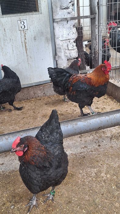 Oua pentru incubat si pui de o zi din rasele Wyandotte, Marans