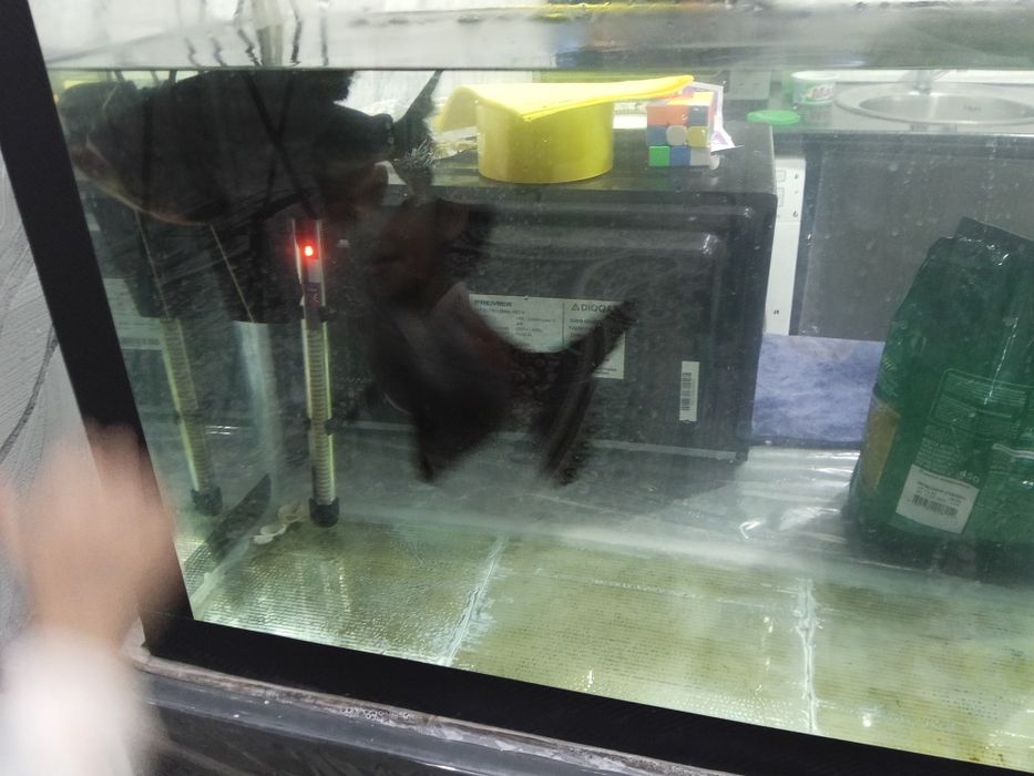 Продам рыбу  Пирани,  Баликлар сотилади пираниа  25 см катталиги