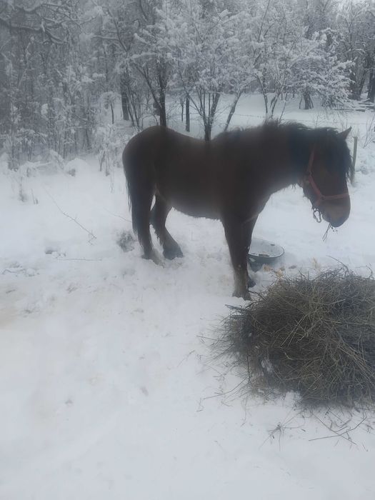 Vand manz de 1 an si 7 luni