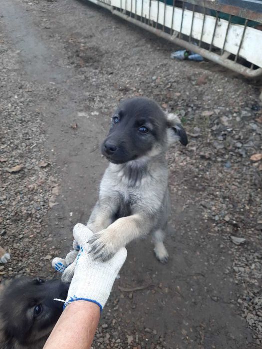 Отличные ребята - кутята