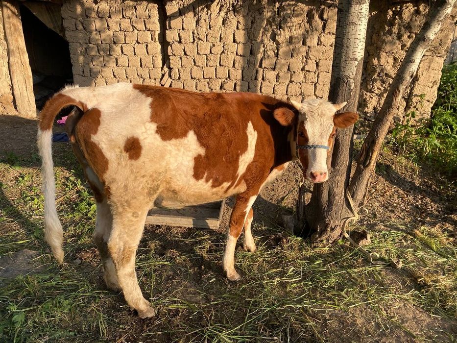 Симентал ғуножин 2 ящар сотилади буйи 132 см