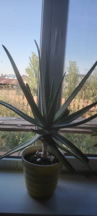 Гүлдер бар сатылады