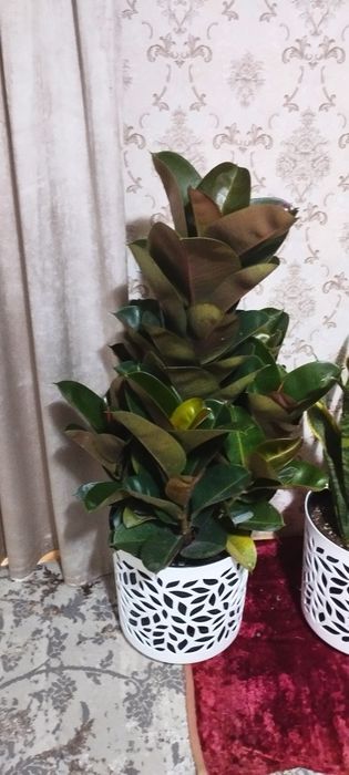 Фикус гули сотилади