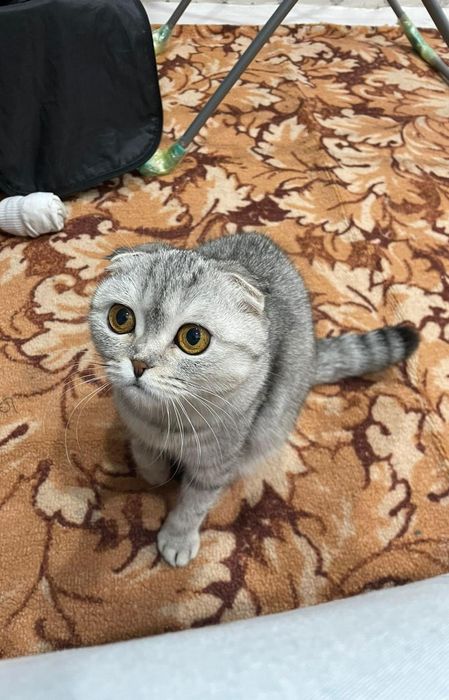 Шотландский вислоухая кошка