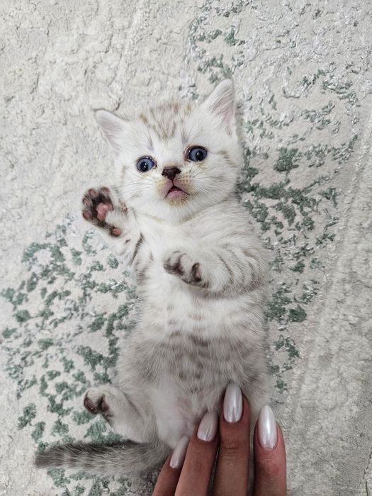 Котята скоттиш страйт и скоттиш фолдд
