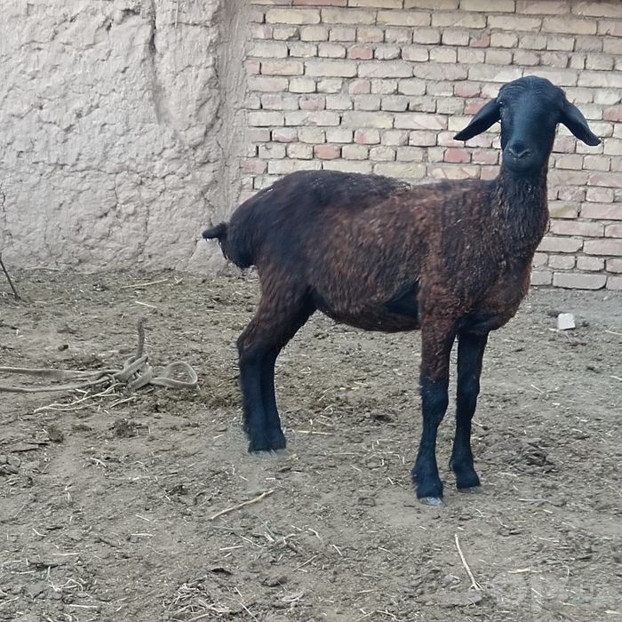 Urg'ochi qo'y sotiladi.