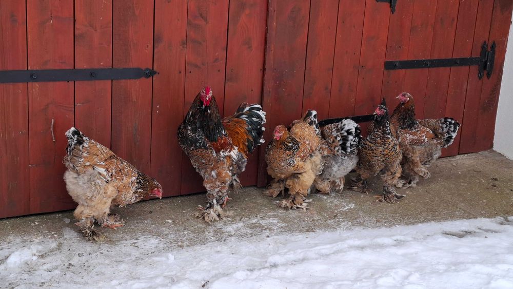 Ouă de incubat Brahma Porțelan