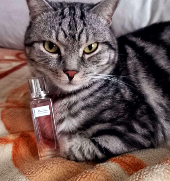 Отдам кота в добрые руки