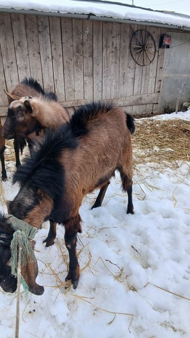 Vând Țap Anglo-Nubian