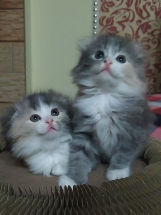 Шотландские малышки