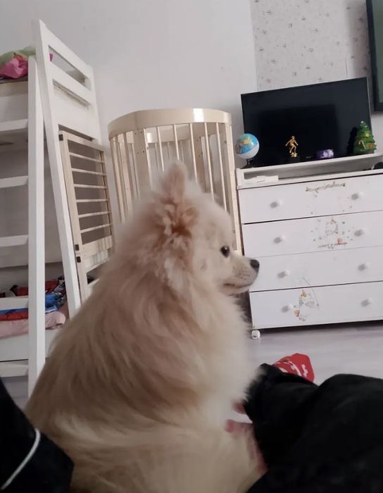 Шпиц Продам Срочно.