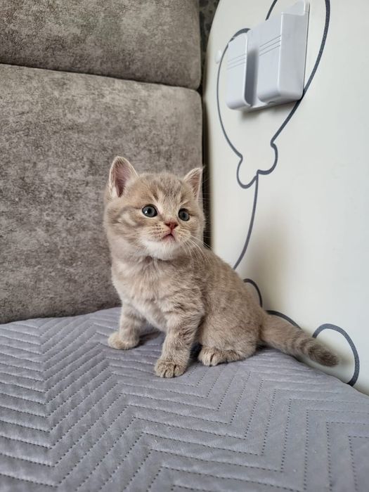 Бритачики . Чистокровные.