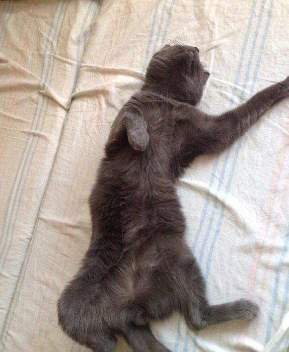 Корат  11 мес кастрирован