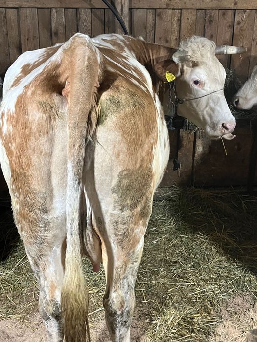 Vaca baltata romaneasca