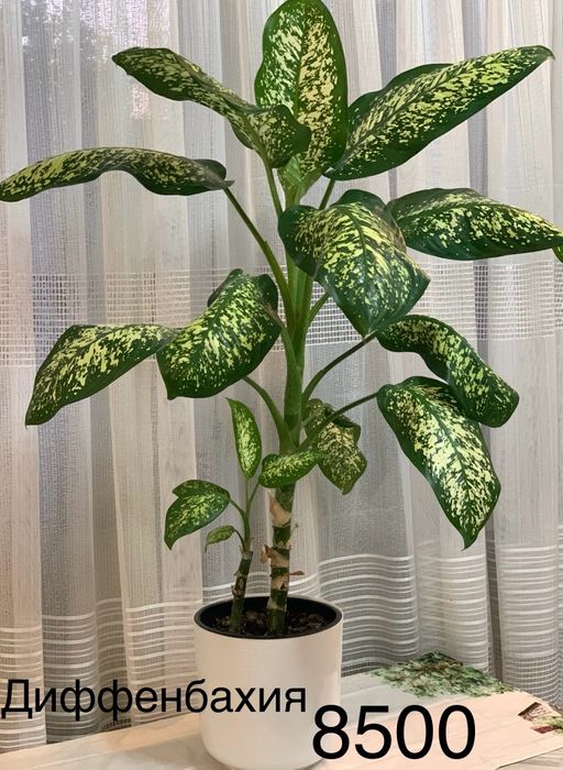 Комнатные  цветы