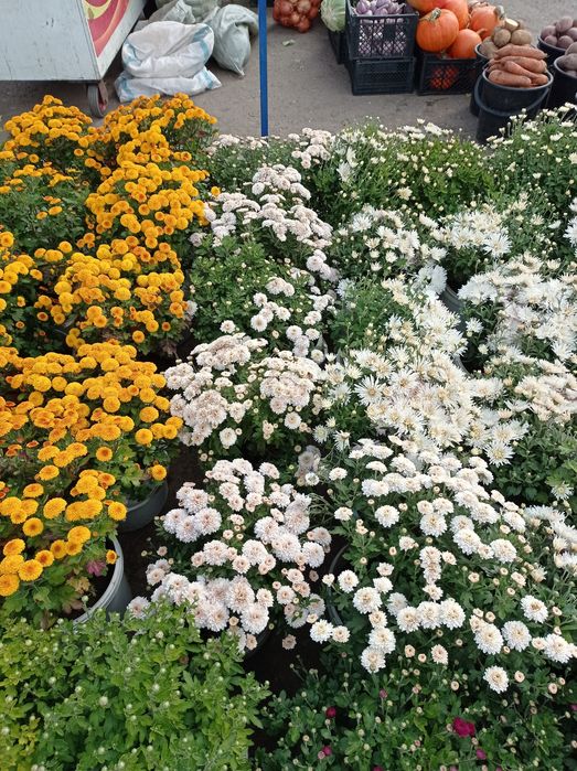 Хризантема мульт флора распродажа